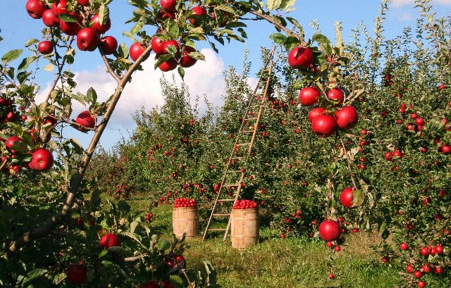 Obstgarten mit Äpfel